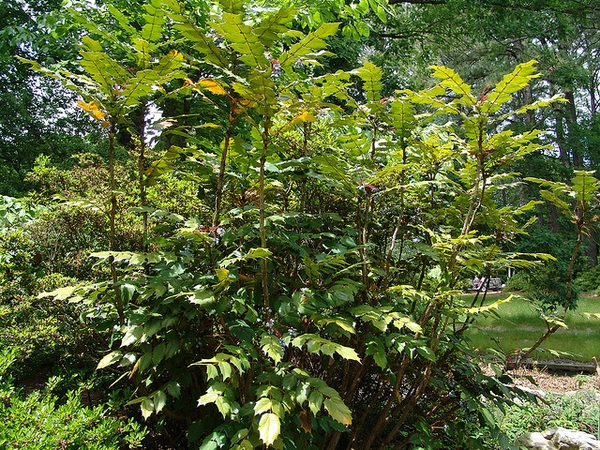 Mahonia bealei