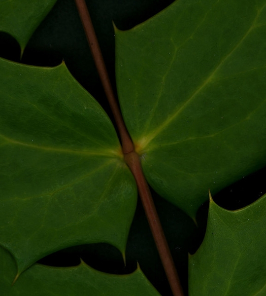 Mahonia bealei