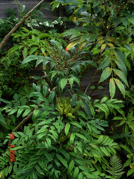 Green compound leaves