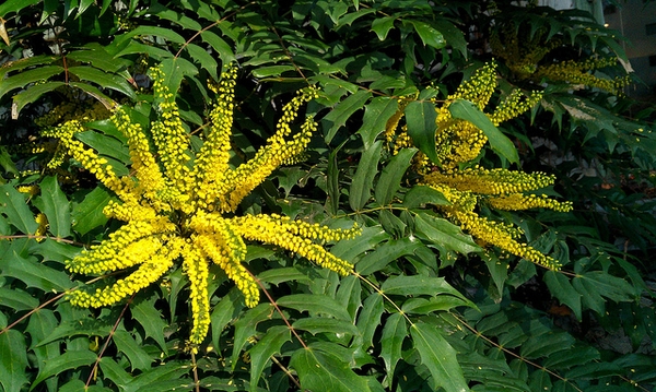 Leaves and flowers