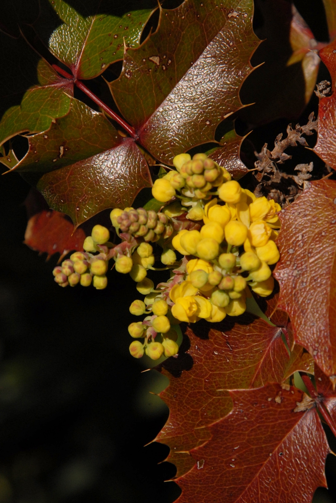 Mahonia aquifolium