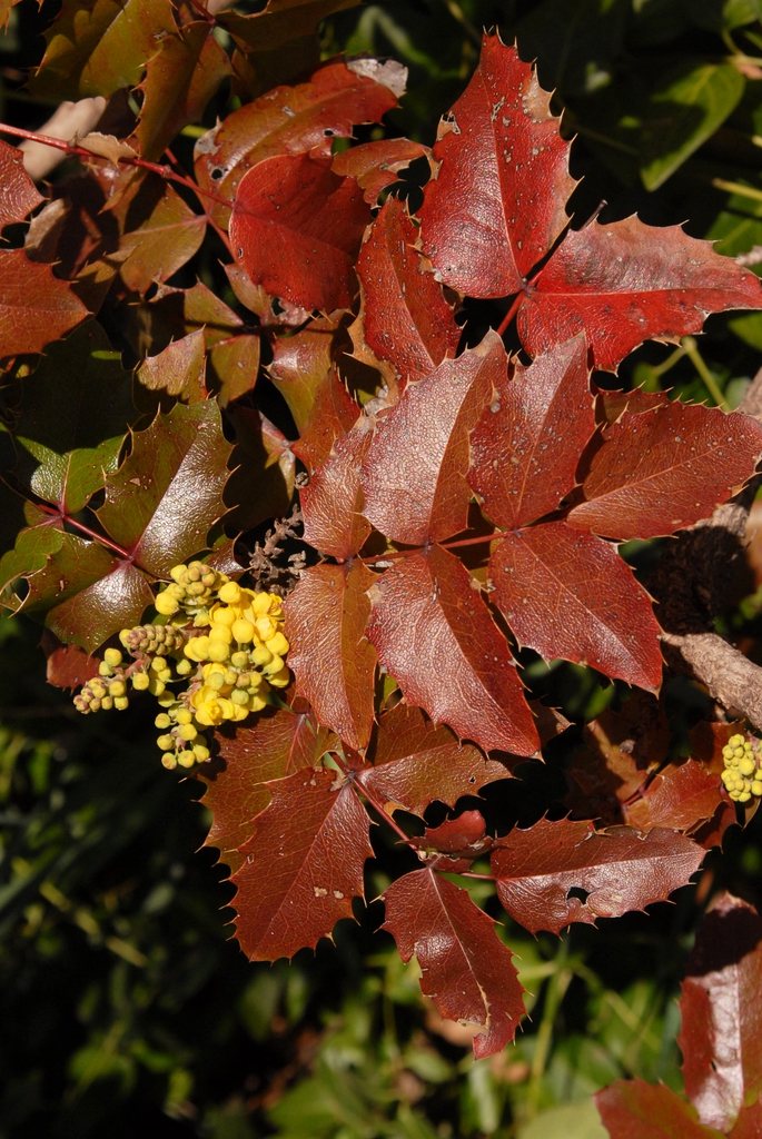 Mahonia aquifolium