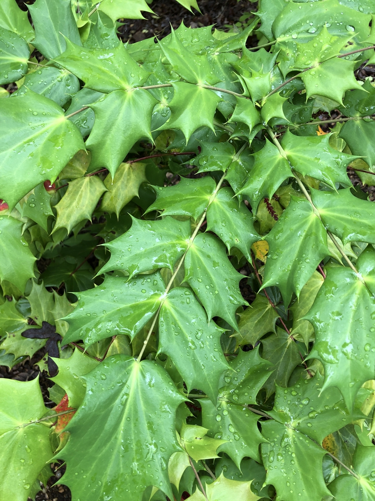 Mahonia bealei