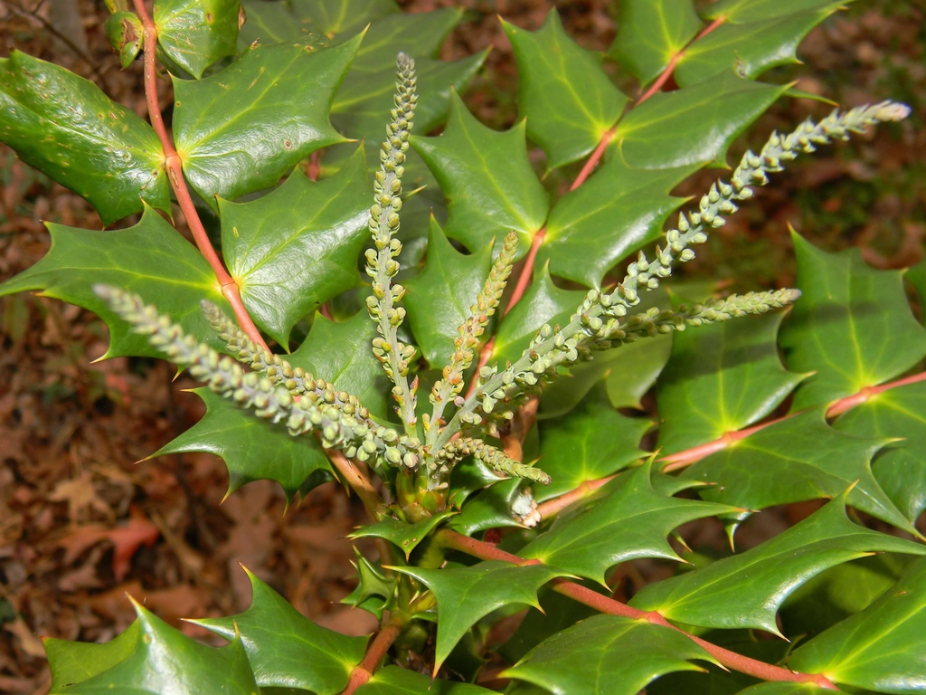 Berberis bealei