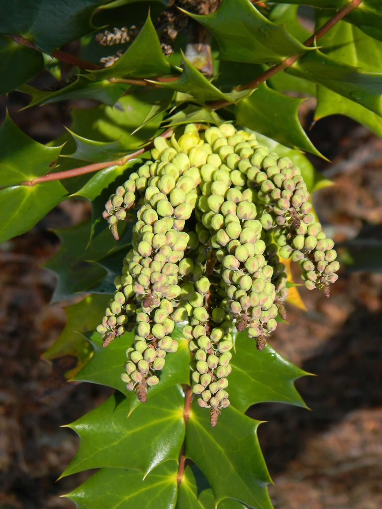 Mahonia bealei