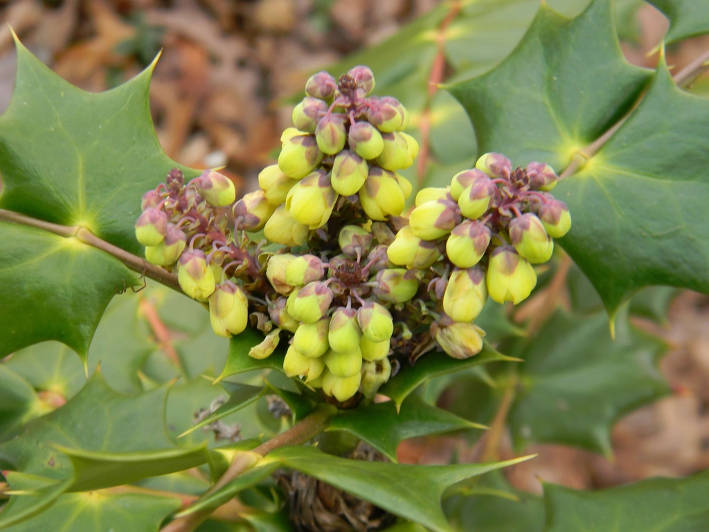 Berberis bealei