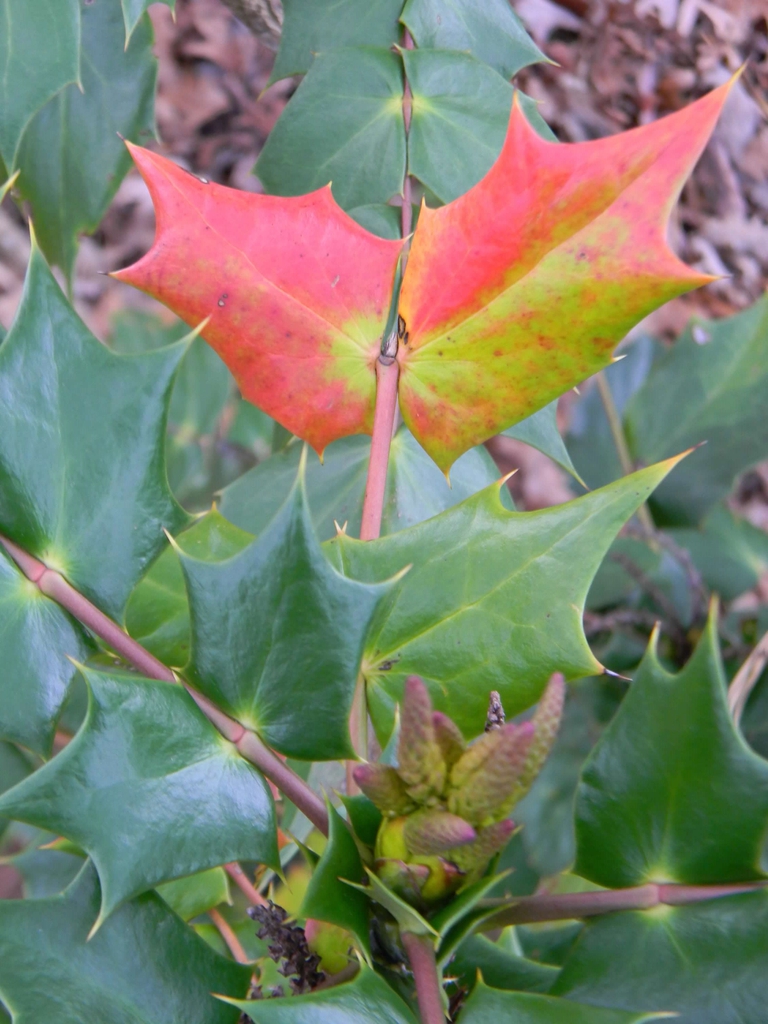 Berberis bealei