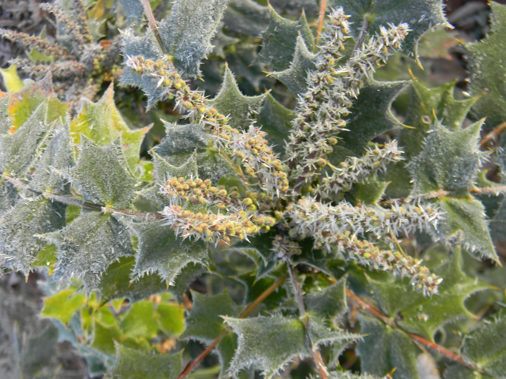 Berberis bealei