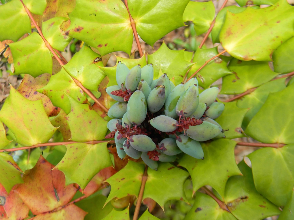 Mahonia bealei