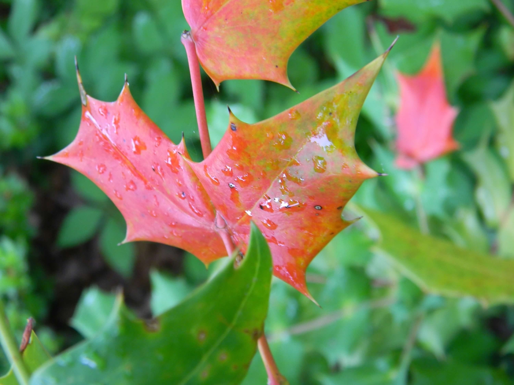 Berberis bealei
