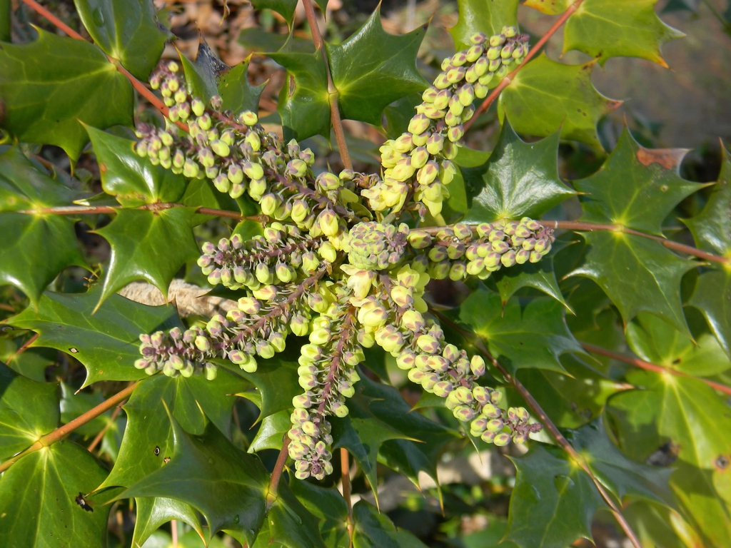 Mahonia bealei