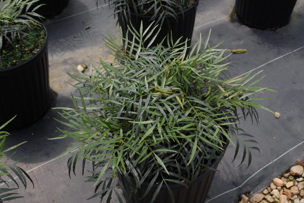 'Soft Caress' Form