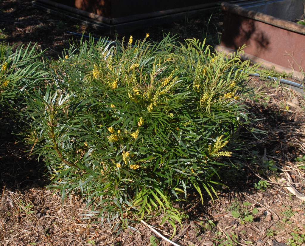 Mahonia eurybracteata