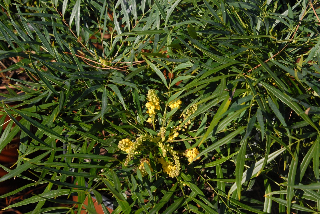 'Soft Caress' Flower and Leaf