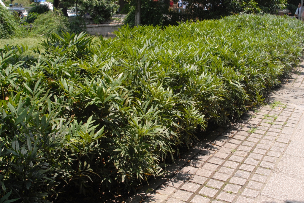 Shrubs planted as a hedge