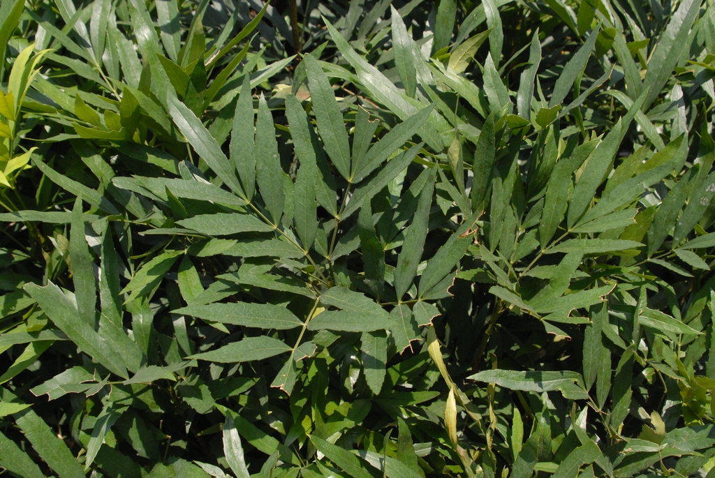 Mahonia fortunei