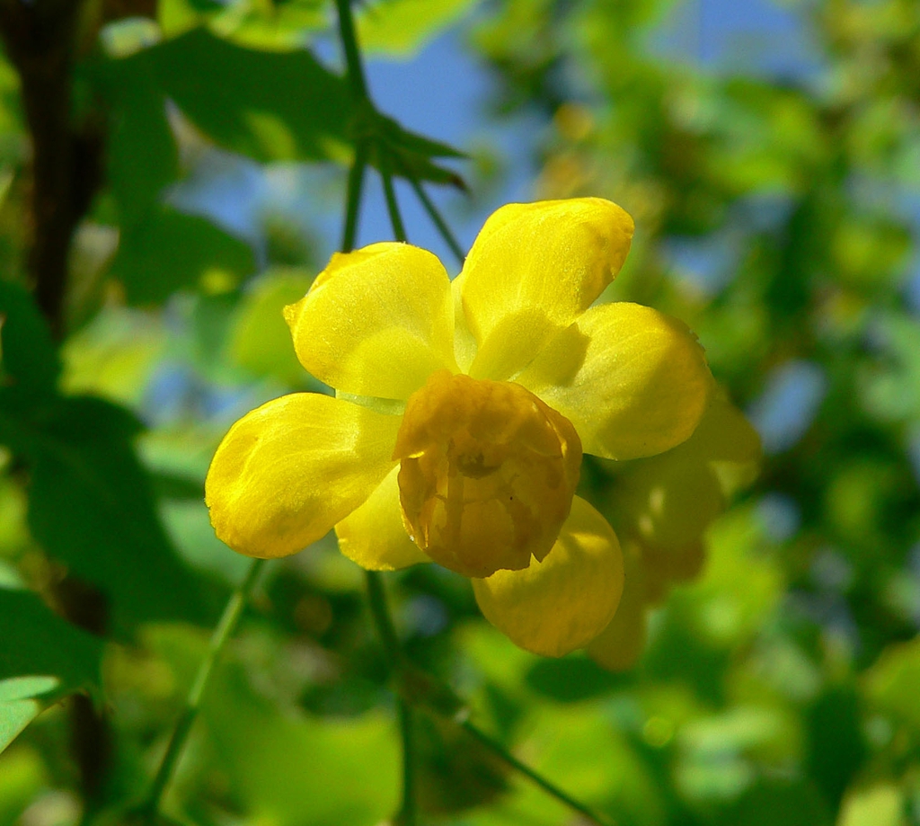 Flower