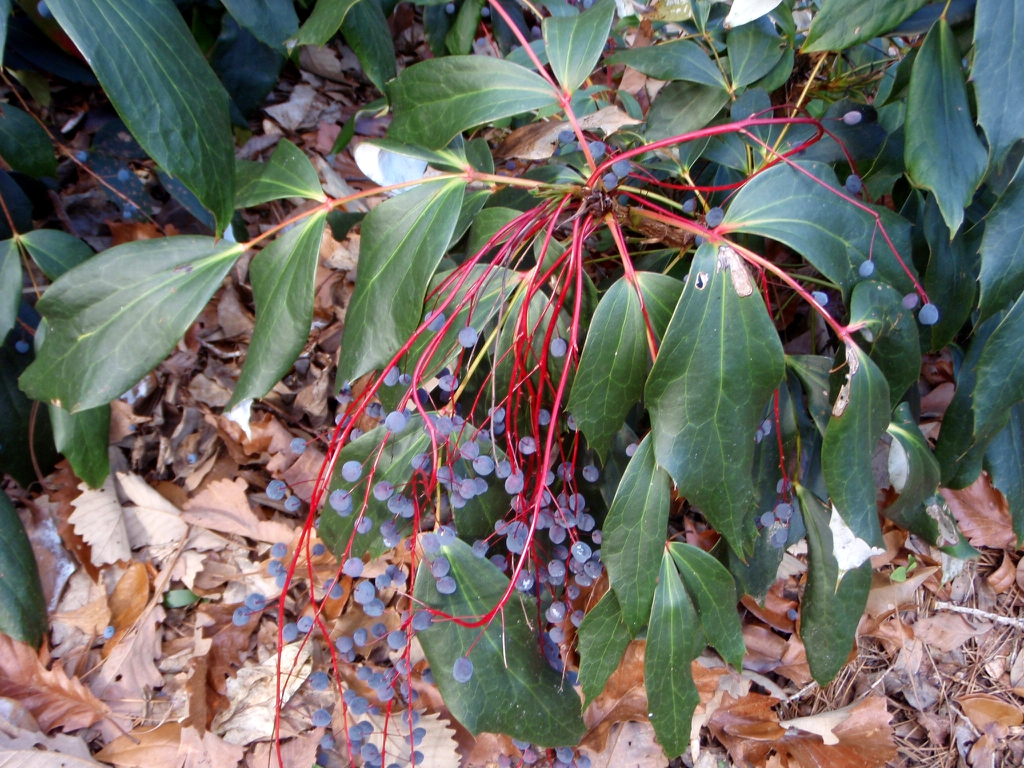 Mahonia gracilis