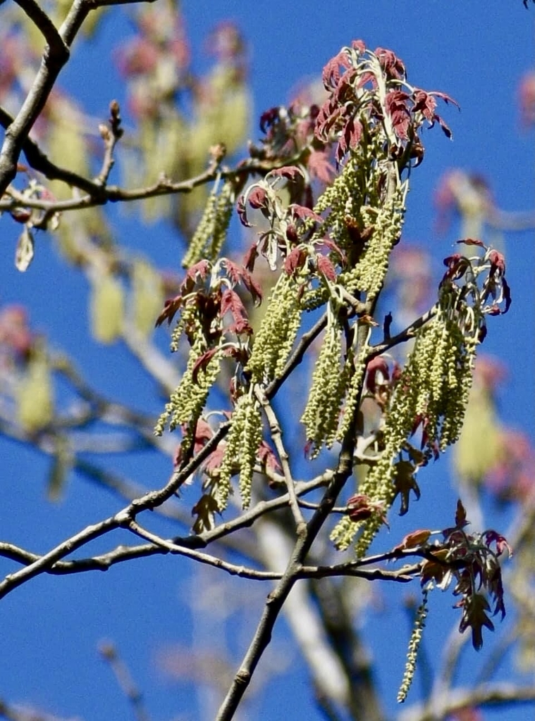 dangling male catkins with emerging red leaves