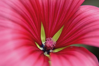 Malope trifid