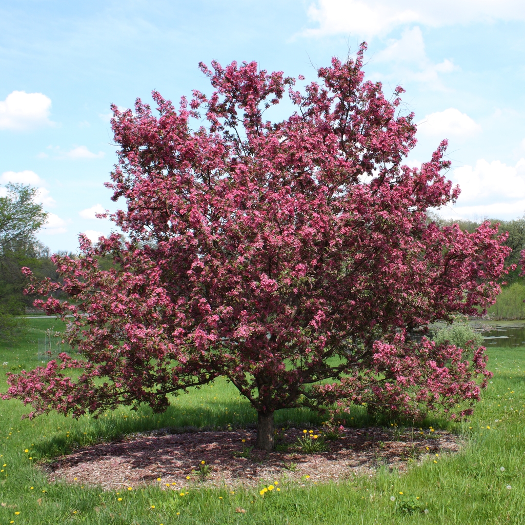 Form in bloom in May