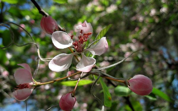 Malus angustifolia