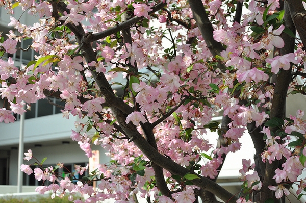 Malus halliana