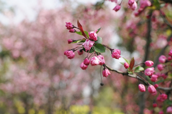 Malus halliana
