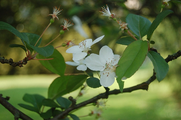 Malus hupehensis