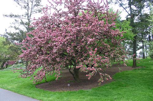 Malus hybrid