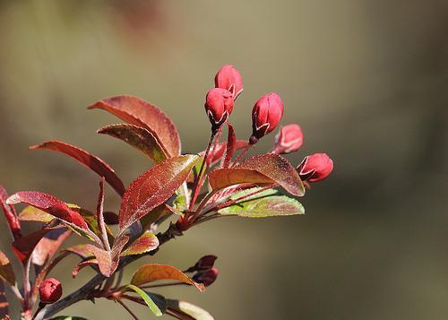 Malus hybrid