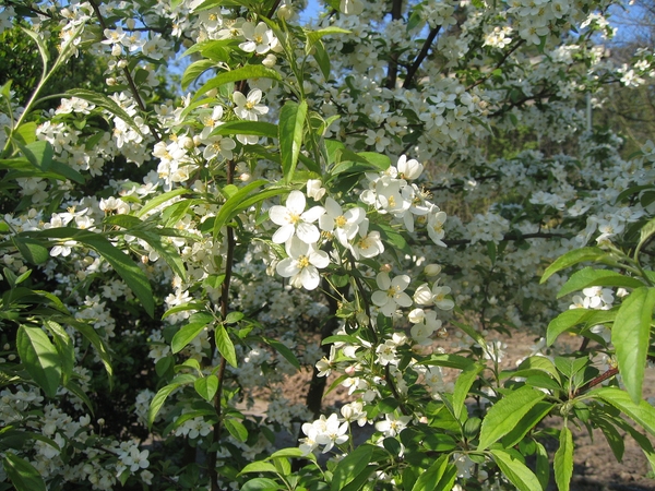 Leafy shoots with white blossoms.
