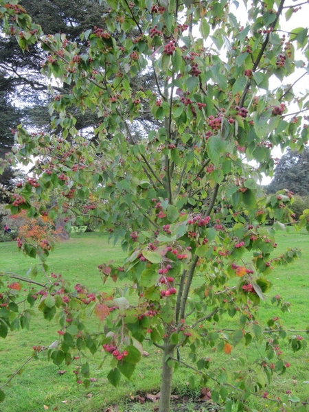 Malus yunnanensis