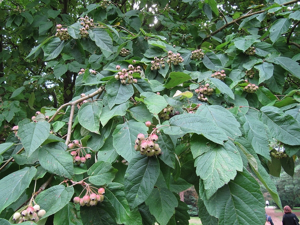 Malus yunnanensis