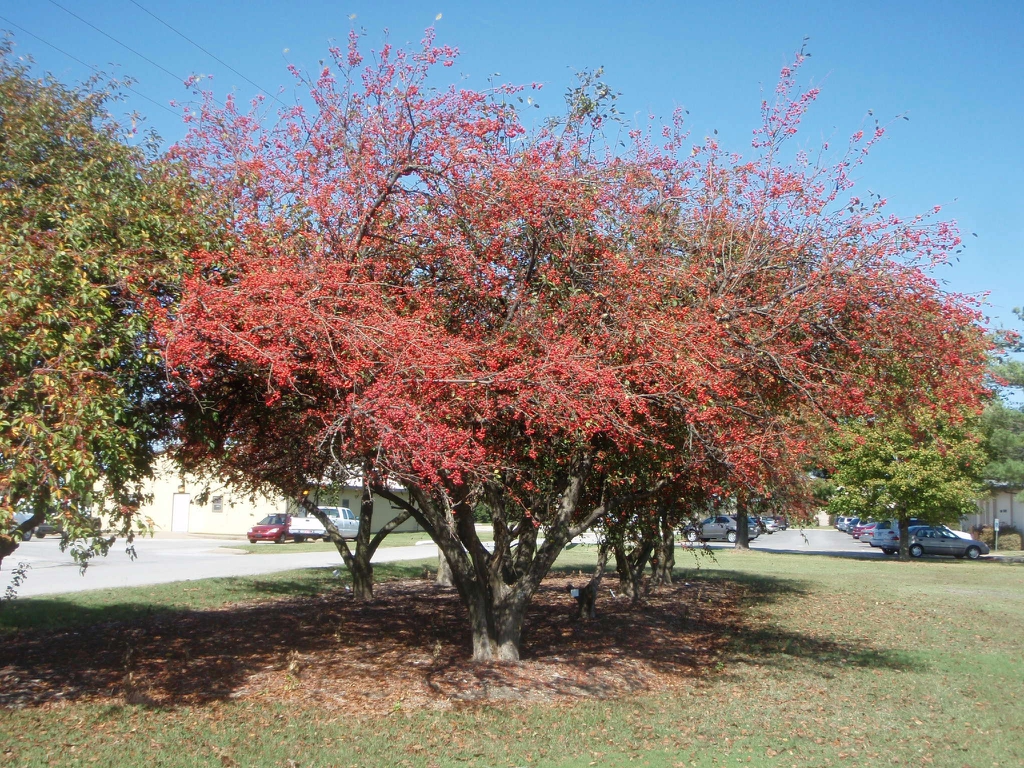 Fruit Form