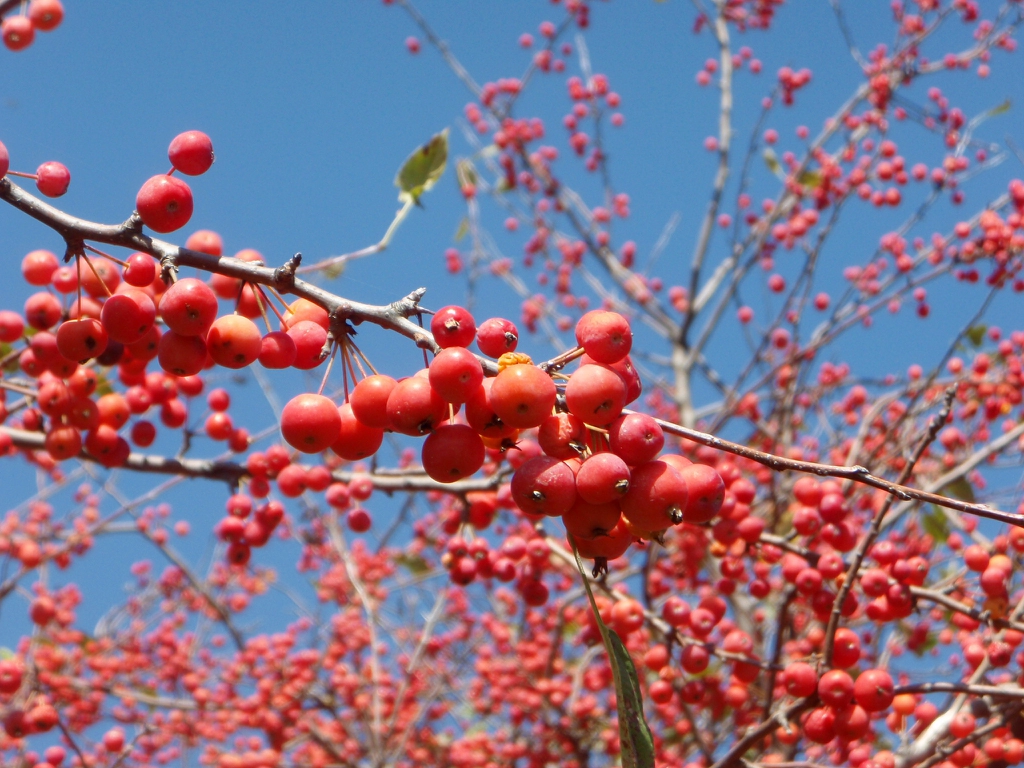 Fruits Close-up