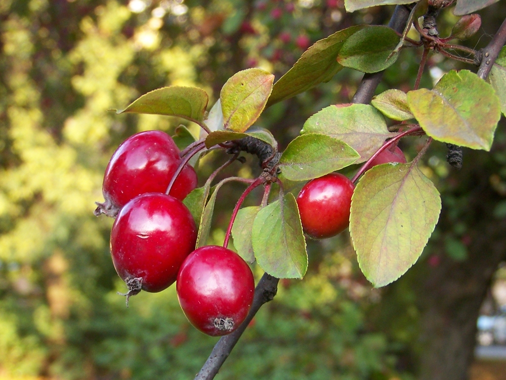 Fruits of a crab apple