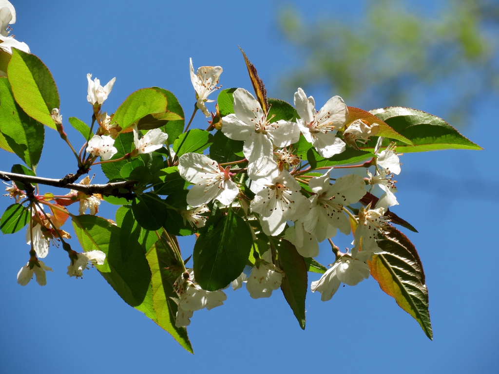 Closeup of flowers