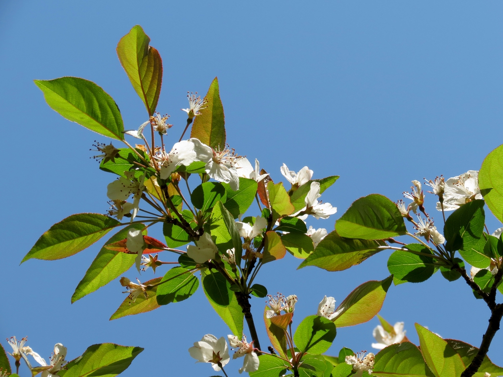 Leaves and blossoms