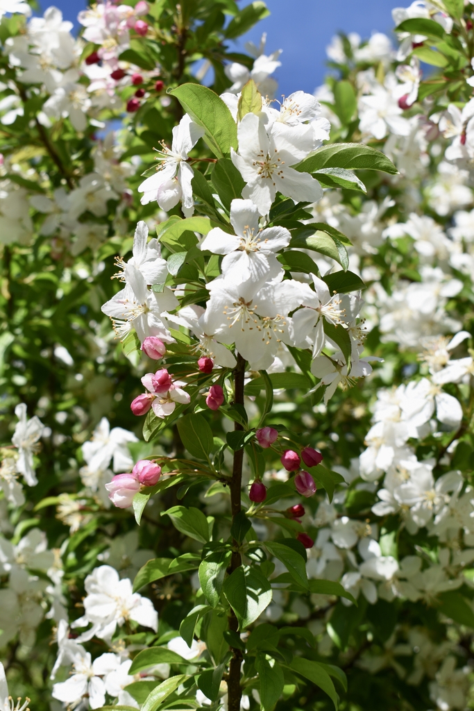 White flowers with 5 sepals and stamens with yellow anthers