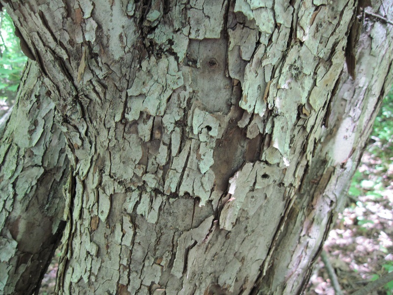 bark