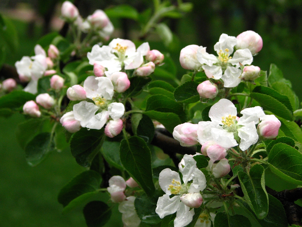 Malus domestica