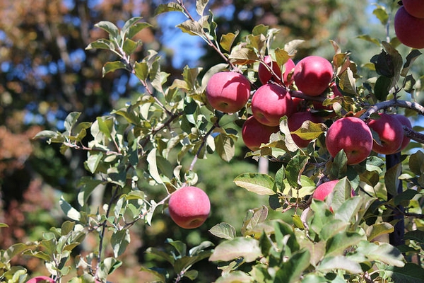 Malus domestica "Fuji"
