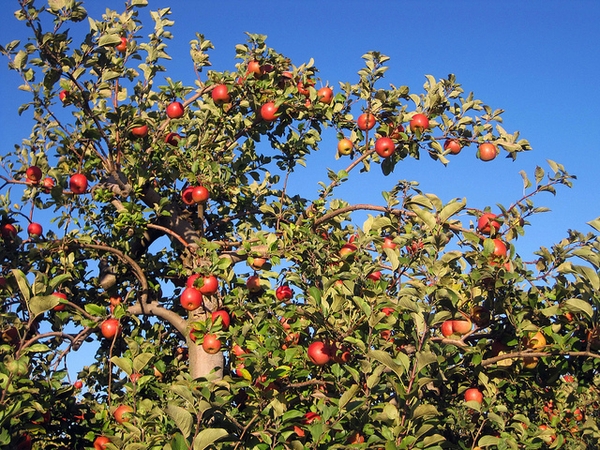 Malus domestica "Fuji"