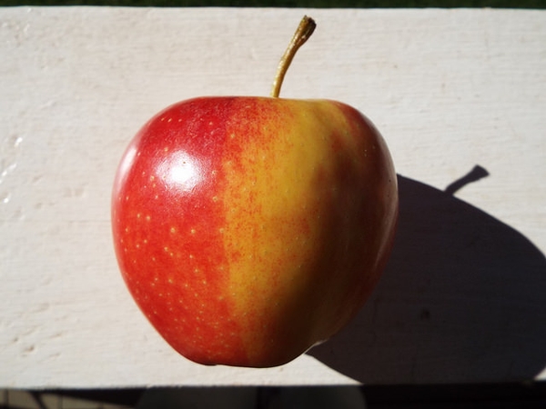 Malus domestica "Gala"