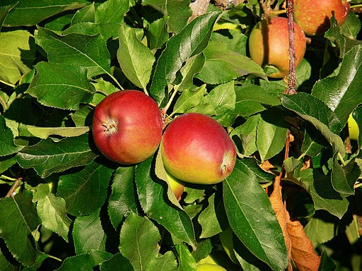 Malus domestica "Gala"