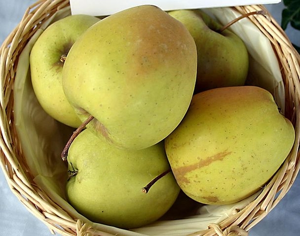 Malus domestica "Golden Delicious"