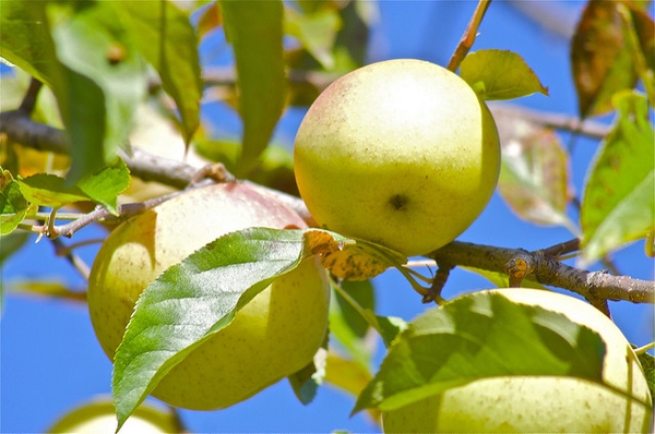 Malus domestica "Golden Delicious"