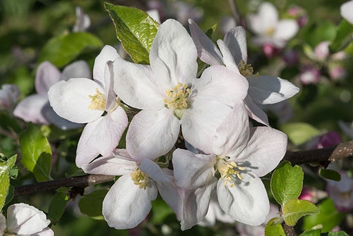 Malus domestica "Jonagold"