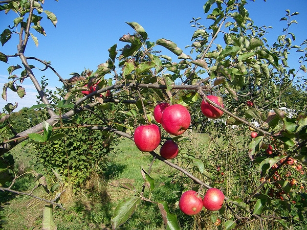 Malus domestica "Jonagold"